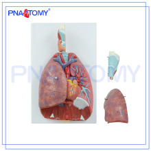 PNT-0430 Modelo de Cavidade Nasal, Oral, Faringe e Laringe, Modelo de Sistema Respiratório Humano